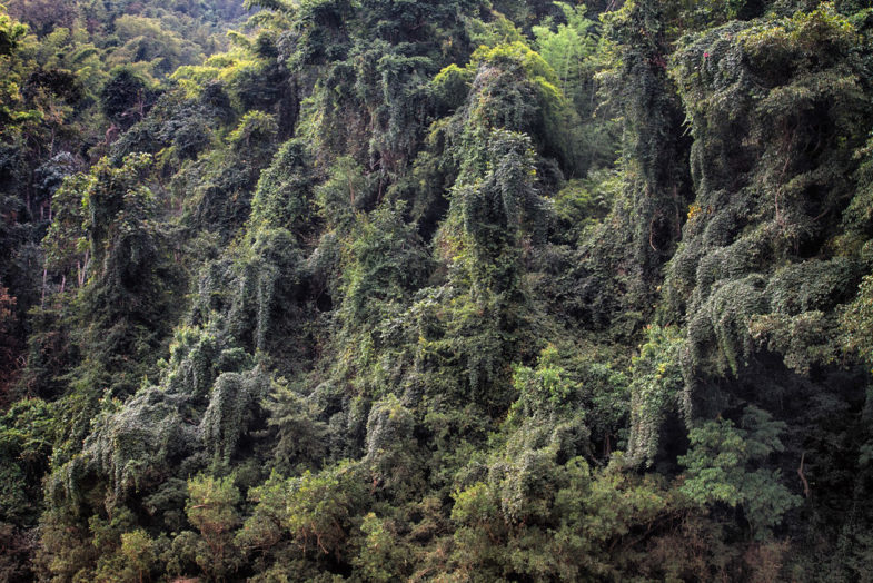 Jungle au Laos