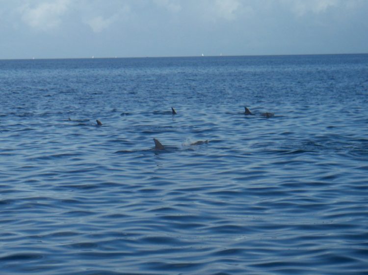 dauphins Zanzibar