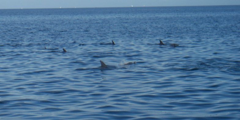 dauphins Zanzibar