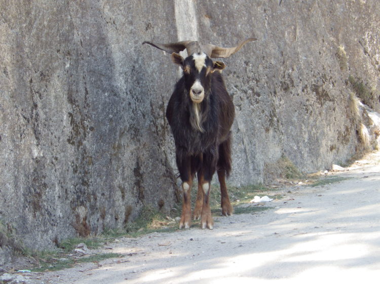 parc national de Peneda-Gerês