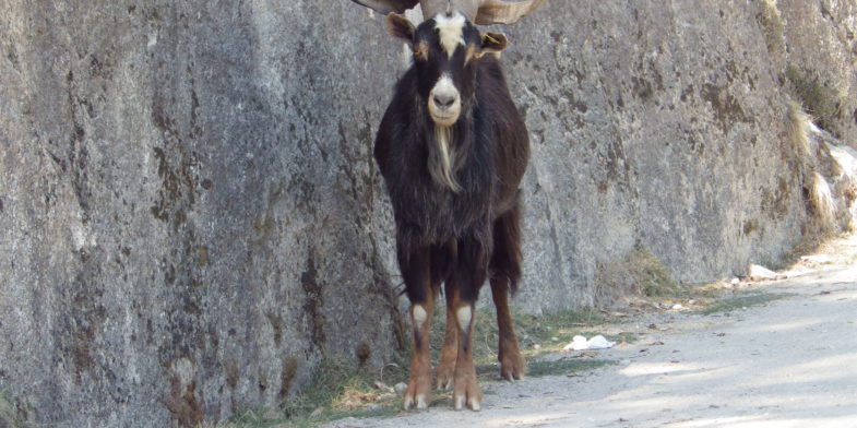 parc national de Peneda-Gerês