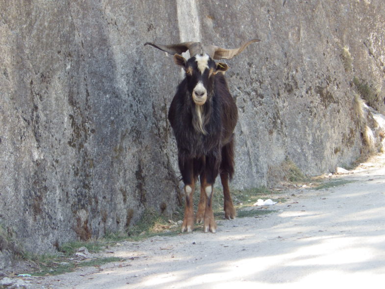 parc national de Peneda-Gerês