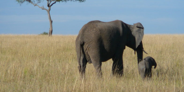 éléphant Kenya