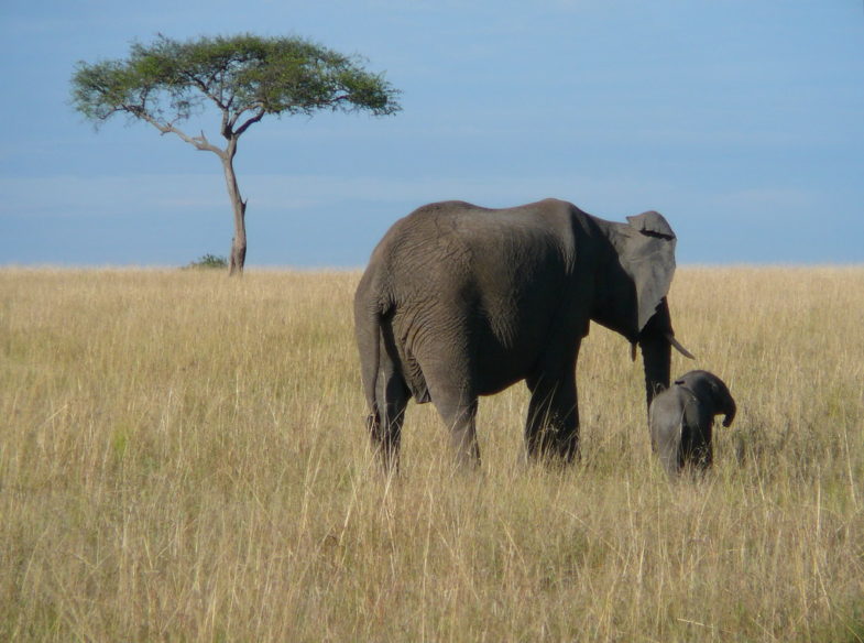 éléphant Kenya