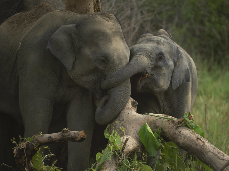 éléphants