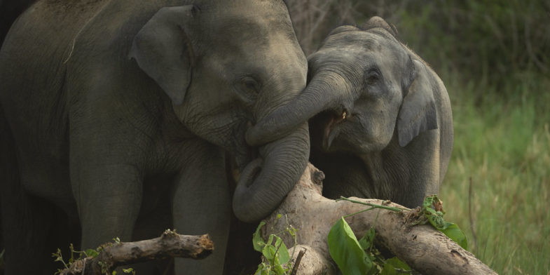 éléphants