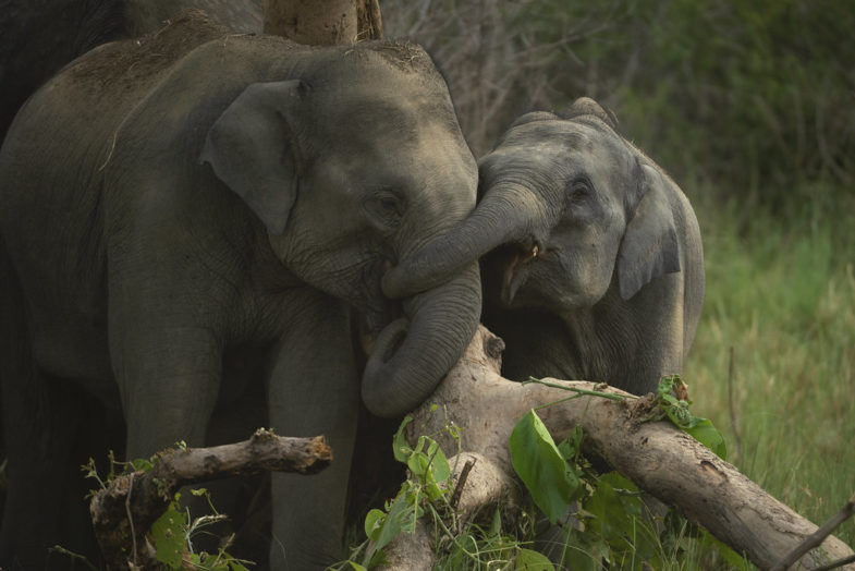 éléphants
