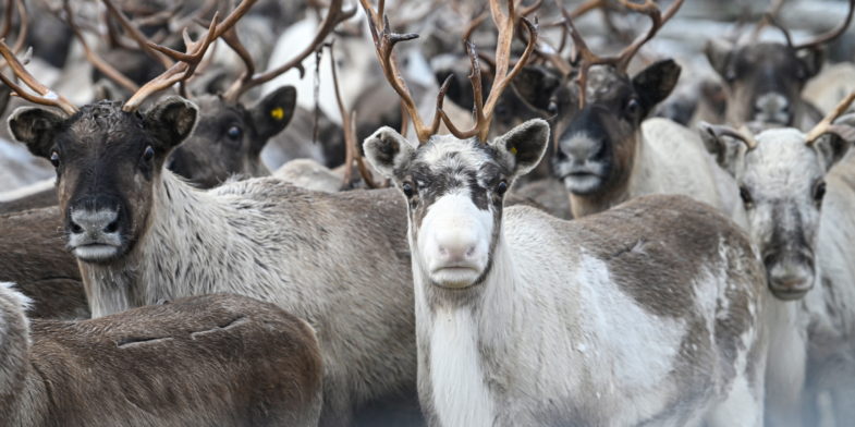 RUSSIE, RÉGION DE MOURMANSK - 5 MARS 2025 : Rennes de la ferme coopérative Tundra, dans le village de Lovozero, lors d'une campagne annuelle de vaccination contre l'anthrax.