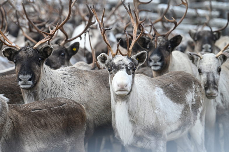 RUSSIE, RÉGION DE MOURMANSK - 5 MARS 2025 : Rennes de la ferme coopérative Tundra, dans le village de Lovozero, lors d'une campagne annuelle de vaccination contre l'anthrax.