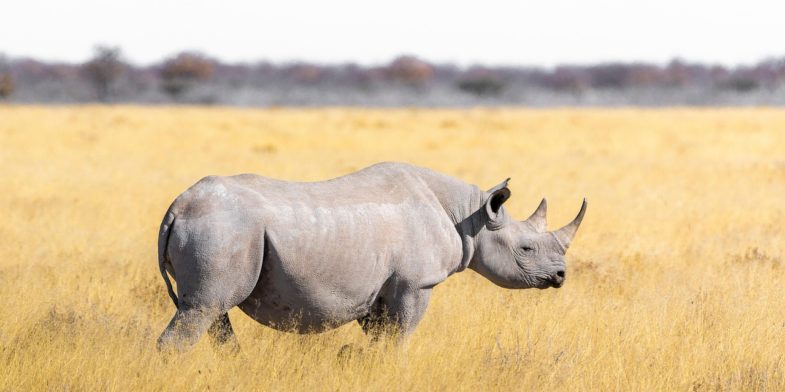 rhino, steppe, grass, safari, pachyderm, nature, rhinoceros, big game, landscape, africa, south africa, wilderness, wildlife, savannah, white rhinoceros, rhinos