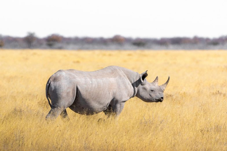 rhino, steppe, grass, safari, pachyderm, nature, rhinoceros, big game, landscape, africa, south africa, wilderness, wildlife, savannah, white rhinoceros, rhinos